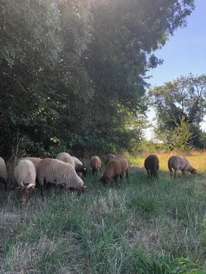 Animaux dans la ferme ou à proximité