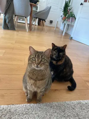 Animal ou animaux domestique(s) séjournant avec des clients dans l'établissement Maison & ses 2 chats