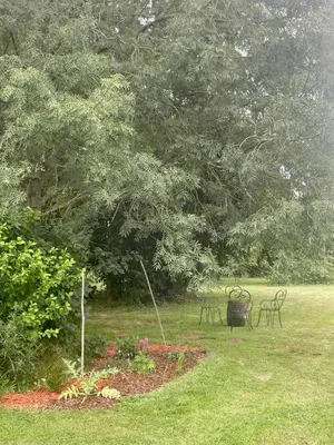 Jardin de l'établissement Chambre d'hôtes 1