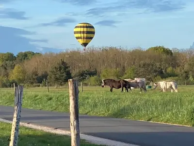 Animaux dans la maison de vacances ou à proximité