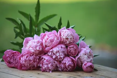 Plan de l'établissement Fleurs de Brenne Gite