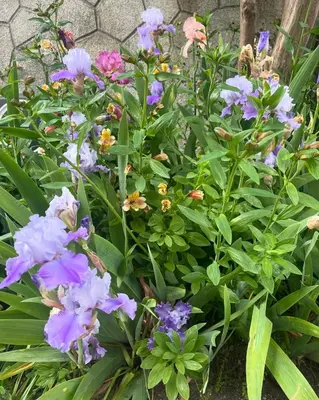 Jardin de l'établissement Maison des Sources Touraine -SPA-