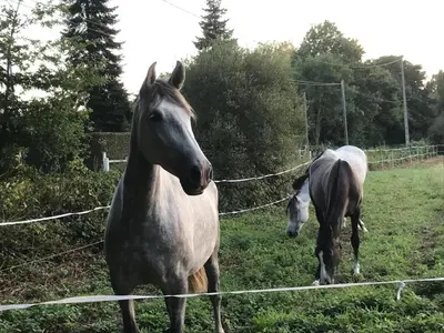 Animaux dans l'appartement ou à proximité