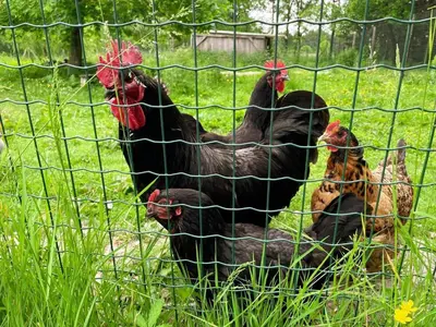Animaux dans la maison de vacances ou à proximité