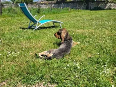Animal ou animaux domestique(s) séjournant avec des clients dans l'établissement Gîte Rénové en Tuffeau avec Jardin, Animaux Bienvenus - FR-1-381-556
