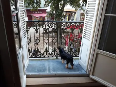 Animal ou animaux domestique(s) séjournant avec des clients dans l'établissement Très grande maison de ville au coeur de Saumur