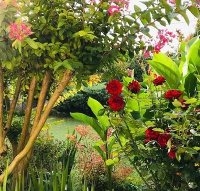 Jardin de l'établissement Gîte AU BOOM COEUR forfait Spa et Petit déjeuner inclus