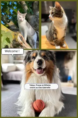 Animal ou animaux domestique(s) séjournant avec des clients dans l'établissement Le Clos Gabrielle