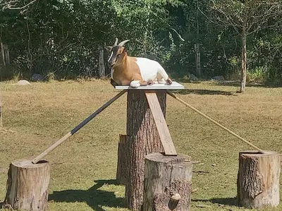 Animaux dans le camping ou à proximité