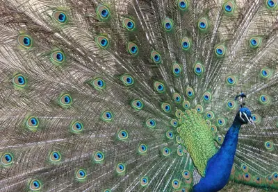 Animaux dans la maison de vacances ou à proximité