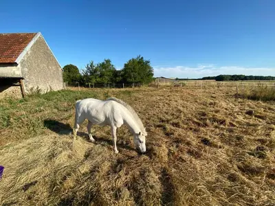 Animaux dans la maison de vacances ou à proximité