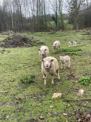Animaux dans la maison d'hôtes ou à proximité
