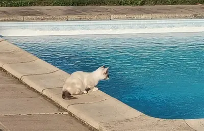Animal ou animaux domestique(s) séjournant avec des clients dans l'établissement Chambres d'hôtes des Princes de Bel Air