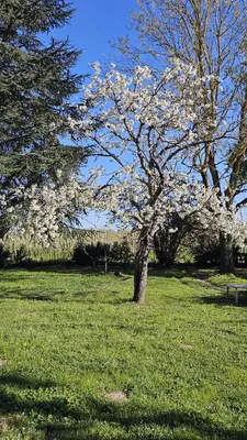 Jardin de l'établissement Domaine des Moizons, Le Cerisier