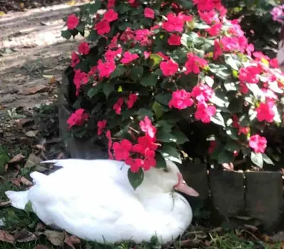 Animal ou animaux domestique(s) séjournant avec des clients dans l'établissement Gîte Nature la Carillonnerie