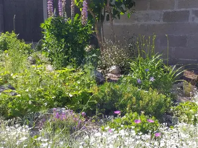 Jardin de l'établissement Gîte familial proche des châteaux de la Loire, animaux admis, jardin privé - FR-1-491-343