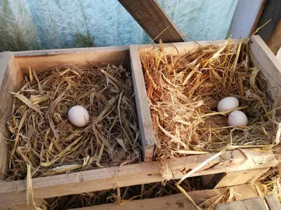 Plan de l'établissement Gîte tout inclus avec piscine privative, activités de plein air et animaux en liberté - FR-1-491-396