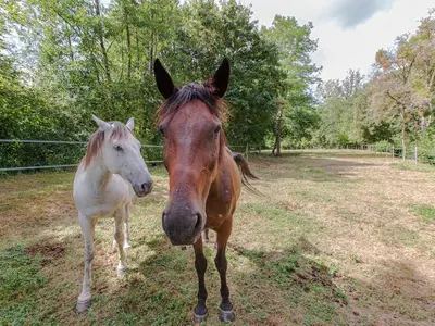 Animaux dans la maison de vacances ou à proximité