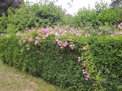 Jardin de l'établissement Maison d'hôtes