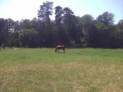 Animaux dans la maison de vacances ou à proximité