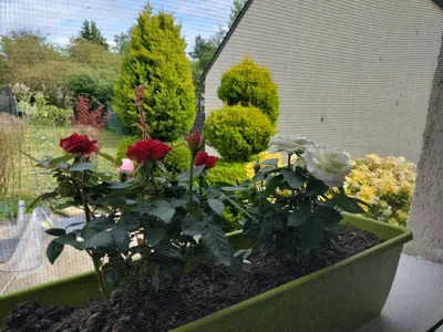 Jardin de l'établissement un studio avec une entrée indépendante