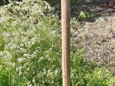 Jardin de l'établissement Gîte de charme à Sasnières, animaux admis, parking privé - FR-1-491-340