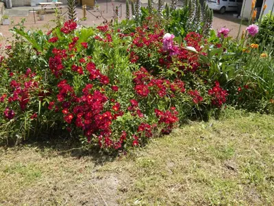Jardin de l'établissement Gîte Val de Loire 