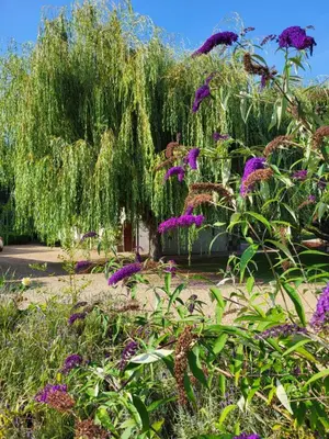 Jardin de l'établissement La Cale de la Clauderie