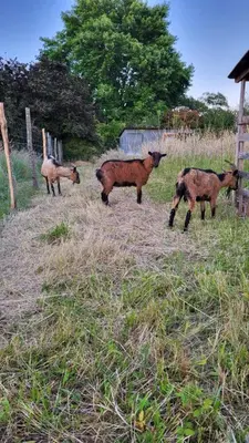 Animaux dans le B&B/chambre d'hôtes ou à proximité