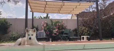 Animal ou animaux domestique(s) séjournant avec des clients dans l'établissement L'Olivier