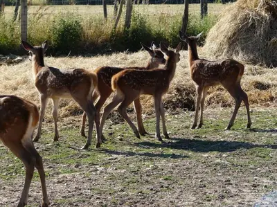 Animaux dans le chalet ou à proximité