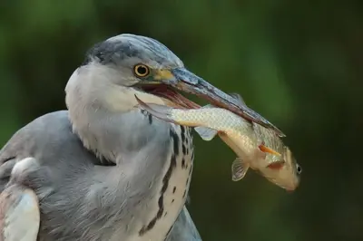Animaux dans la maison de vacances ou à proximité