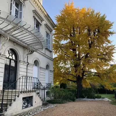 A l'abri du Ginkgo
