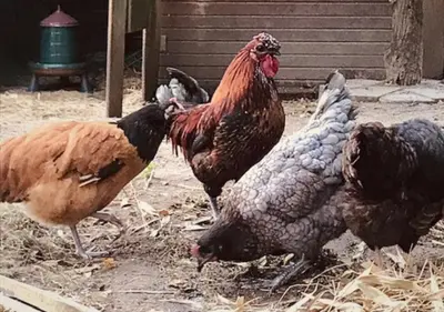 Animaux dans la maison d'hôtes ou à proximité