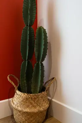Plan de l'établissement La Casa, Suite mexicaine d'exception à Saumur