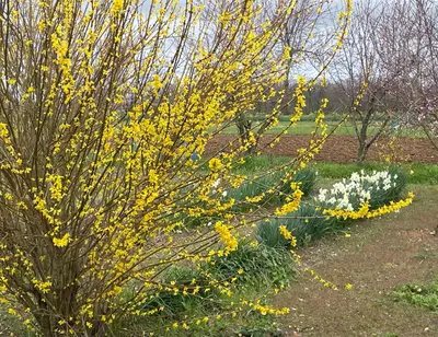 Jardin de l'établissement Chambre d'hôtes Lamidome