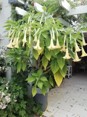 Jardin de l'établissement La Desirade