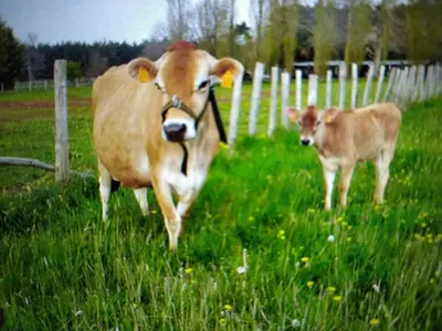 Animaux dans la maison de vacances ou à proximité