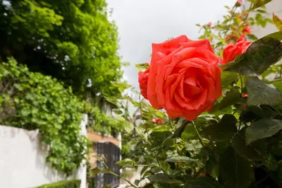Jardin de l'établissement La Résidence RR