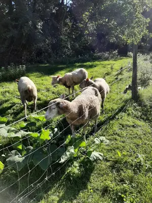 Animaux dans la maison de vacances ou à proximité