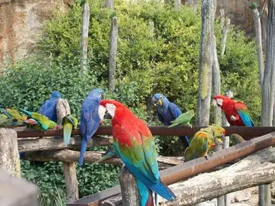 Animaux dans la maison de vacances ou à proximité