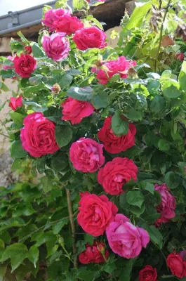 Jardin de l'établissement Les Berthiers - région des châteaux et des vignes