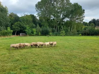 Animaux dans la maison de vacances ou à proximité