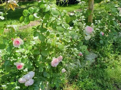 Jardin de l'établissement Le Moulin de Ronsard : Demeure spacieuse, jardin et vue sur le Loir - 8 personnes - FR-1-491-459
