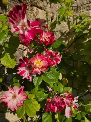 Jardin de l'établissement Au pied du Lavoir Chambre Odile