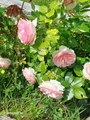 Jardin de l'établissement Les roches du Donjon