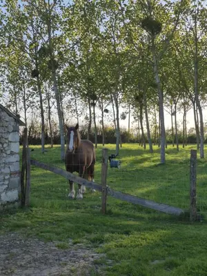 Animaux dans la maison de vacances ou à proximité