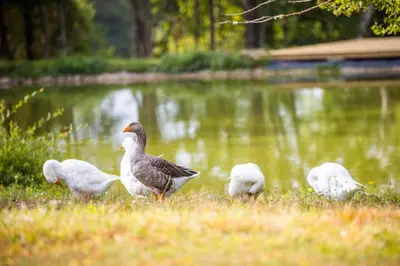 Animaux dans la maison de vacances ou à proximité