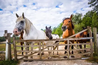 Animaux dans la maison de vacances ou à proximité