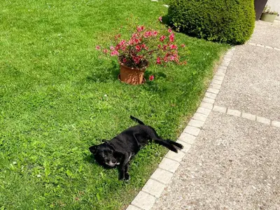 Animal ou animaux domestique(s) séjournant avec des clients dans l'établissement Charmant gîte à Chailles près de Blois avec jardin et WIFI - FR-1-491-468